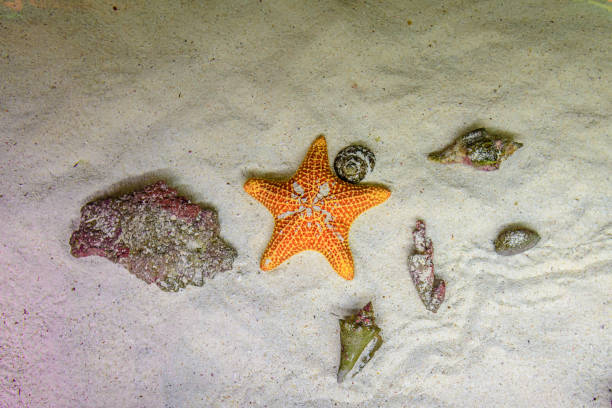 istock Orange starfish underwater on sand in a natural habitat. 1222883887