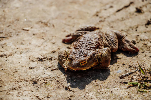 istock Big  toad close-up. An amphibian frog sits on the sand. 1222884609
