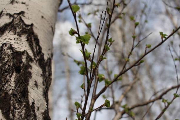 istock green leaves on the branches of a birch tree in the forest bloomed in spring 1222884776