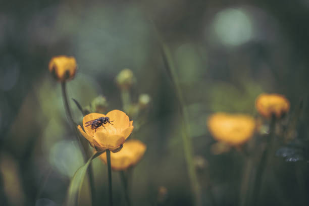 Buttercup flower in the meadow dark rendering