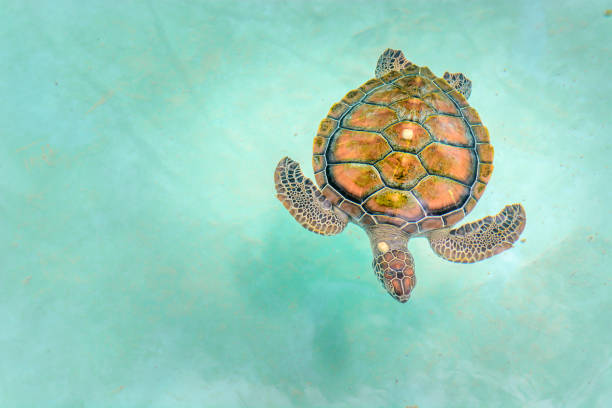 istock Small sea turtles in a nursery pool close-up. 1222889584