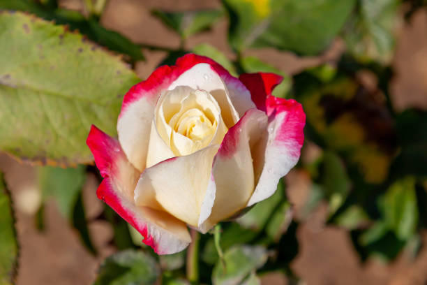 Double Delight rose flower in the field. Scientific name: Rosa ' Double Delight'\nFlower bloom Color: Creamy white, edged strawberry red.