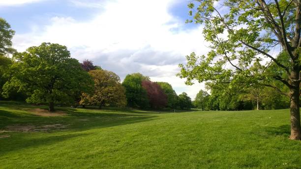 istock landscape  with trees in the park  trees in the woods 1222891302