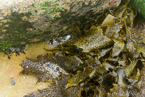 Close up photo of seaweed in a rockpool at the beach