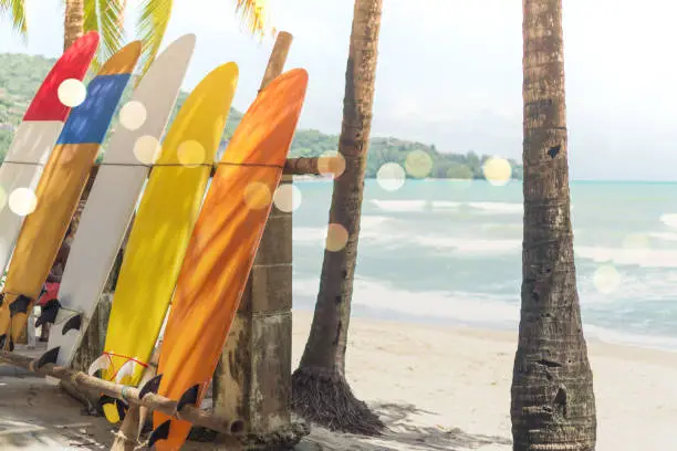 Photo of Many surfboards beside coconut trees at summer beach with sun light and blue sky background.