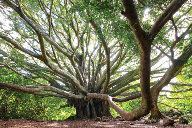 istock Pipiwai trail Maui, Hawaii 1222893305