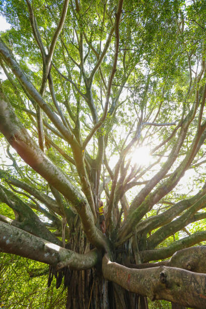 istock Pipiwai trail Maui, Hawaii 1222893309