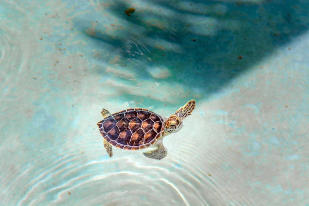istock Small sea turtles in a nursery pool close-up. 1222893463