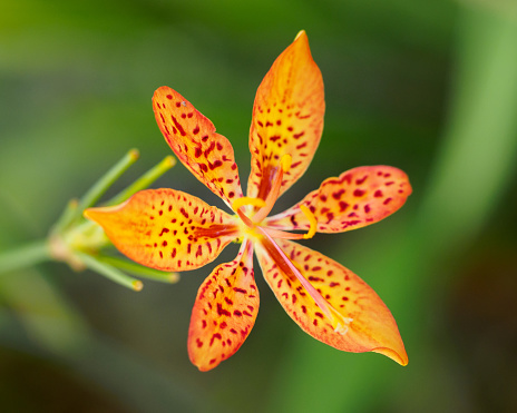 Blackberry Lily - Iris domestica