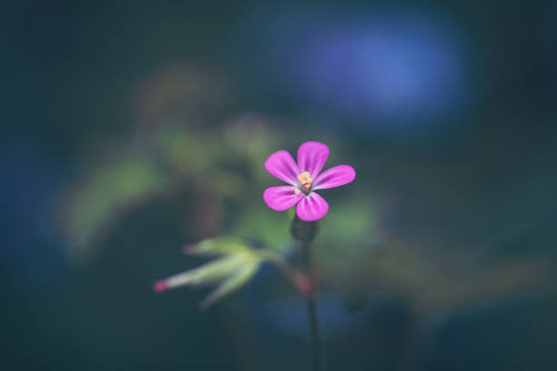 Pink wildflower in the meadow