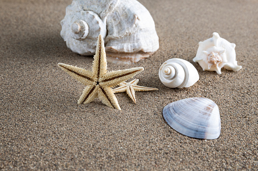 Seashells and starfish on sand