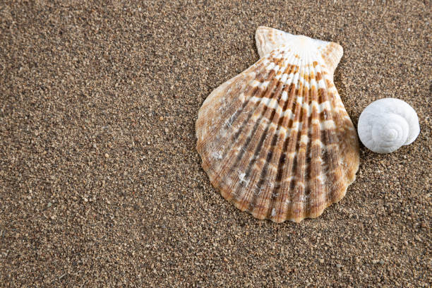 istock Seashells and starfish on sand 1222897479