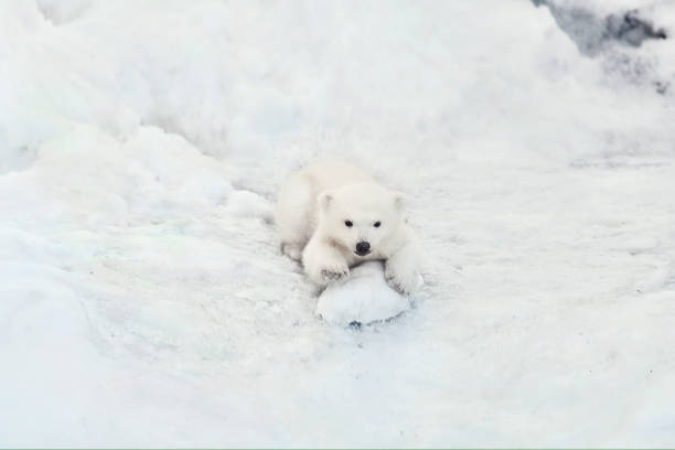 istock Little polar bear cub playing in snow 1222897609