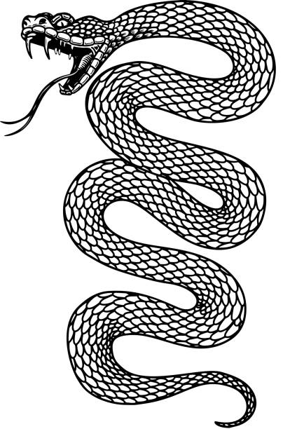 ilustracja jadowitego węża w stylu grawerowania. element projektu etykiety, emblematu, znaku, plakietki. ilustracja wektorowa - reptile skin stock illustrations