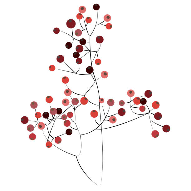 白い背景に小さな赤い果実を持つ様式化された小枝。植物のイラスト。食器、織物、はがき、衣類、ポスター、ノートのプリントの装飾のため - hawthorn点のイラスト素材／クリップアート素材／マンガ素材／アイコン素材