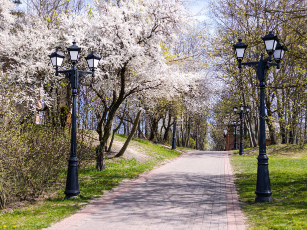 city park during sunny spring day. cherry trees in full bloom and footpath with lanterns