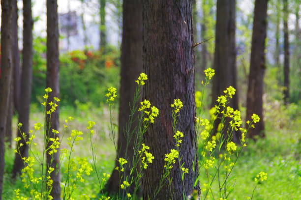istock Flowers and trees in full bloom in the park 1222901622