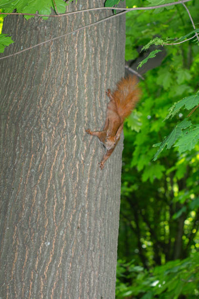 istock Squirrel hanging on the tree upside down holding the back of the tree 1222904529