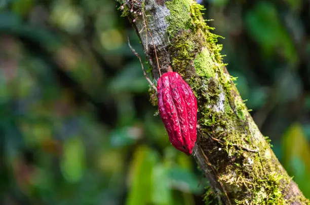 Photo of Cacao Fruit Tree, Amazon Rainforest, Ecuador
