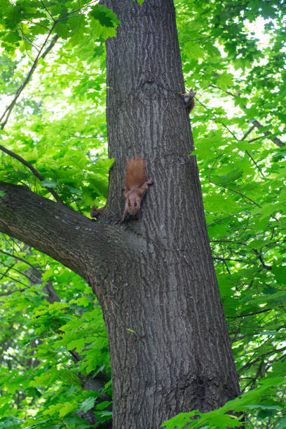 istock A family  squirrels runs along a tree trunk 1222904578
