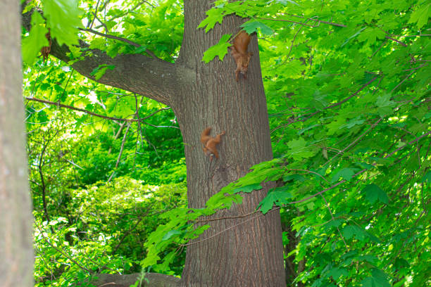 istock A family  squirrels runs along a tree trunk 1222905136