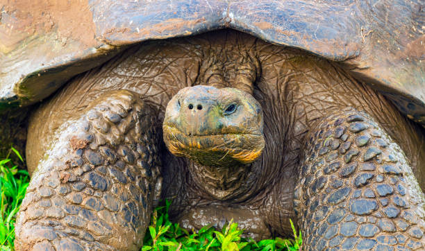 istock Giant Galapagos Tortoise Portrait, Ecuador 1222905507
