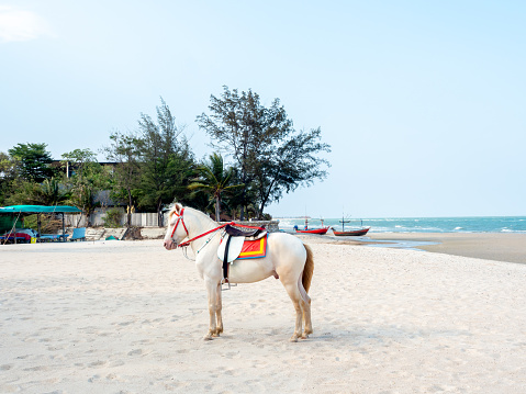 Beautiful white horse on the sand beach, service for tourist in Hua-Hin, Thailand.