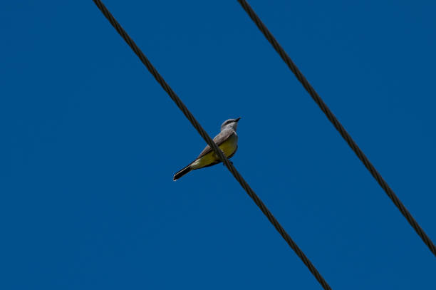 A bird sitting on a line