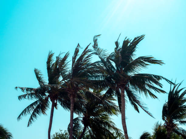 istock Coconut palm tree on blue sky background in summer times. 1222906497