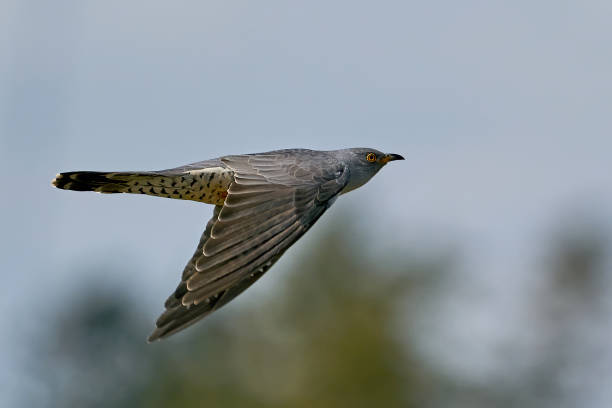 Common cuckoo (Cuculus canorus) Common cuckoo in flight in its Danish habitat common cuckoo stock pictures, royalty-free photos & images