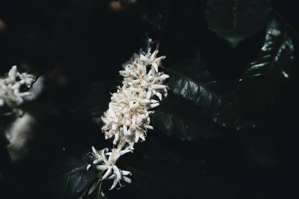 istock White coffee flowers on dark-toned coffee trees 1222908387