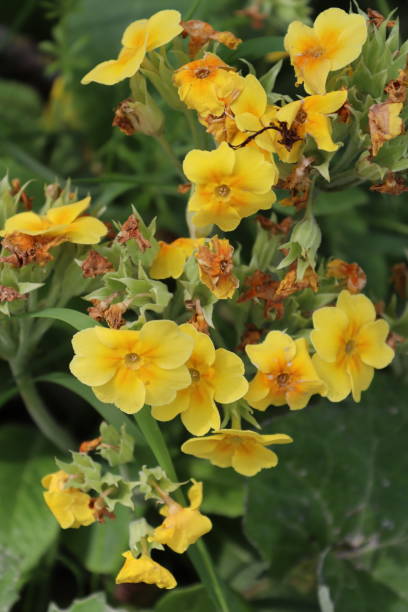 istock Late spring flora and fauna 1222908693