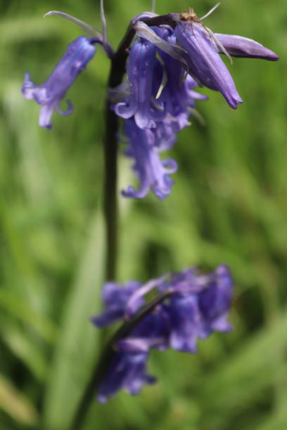 istock Late spring flora and fauna 1222908841