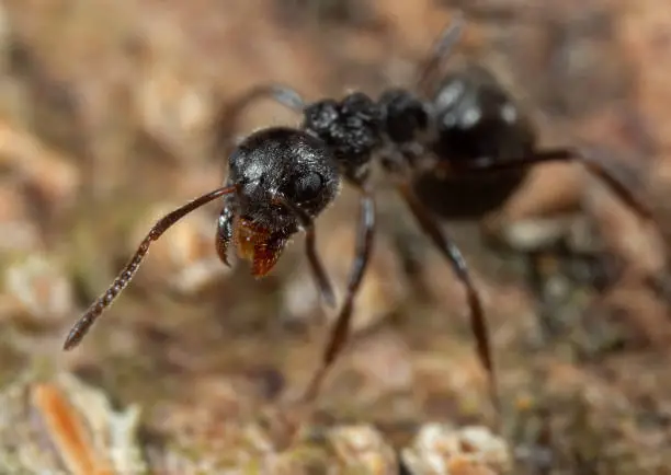 Macro Photography of Black Garden Ant on Tree Bark