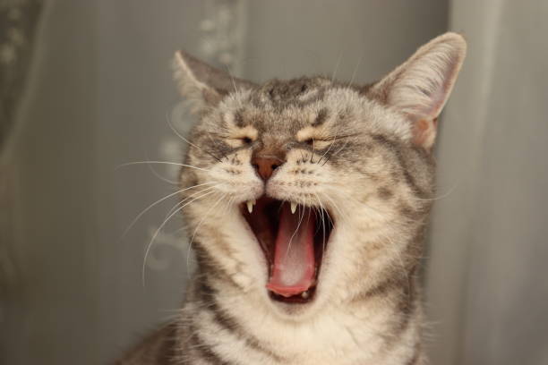 istock A cat with a very cute smile. 1222910323