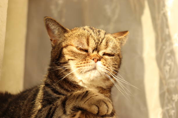 istock A cute cat with an atmosphere that points to shogi. 1222910330