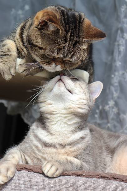 istock A cute cat with a nose kiss when facing up. 1222910389