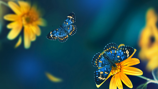 Small yellow bright summer flowers and tropical butterflies  on a background of blue and green foliage in a fairy garden. Macro artistic image.