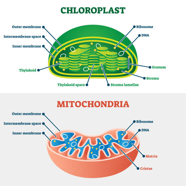 What Household Item Is Similar To Mitochondria 1,300+ Mitochondria Stock Illustrations, Royalty-Free Vector Graphics