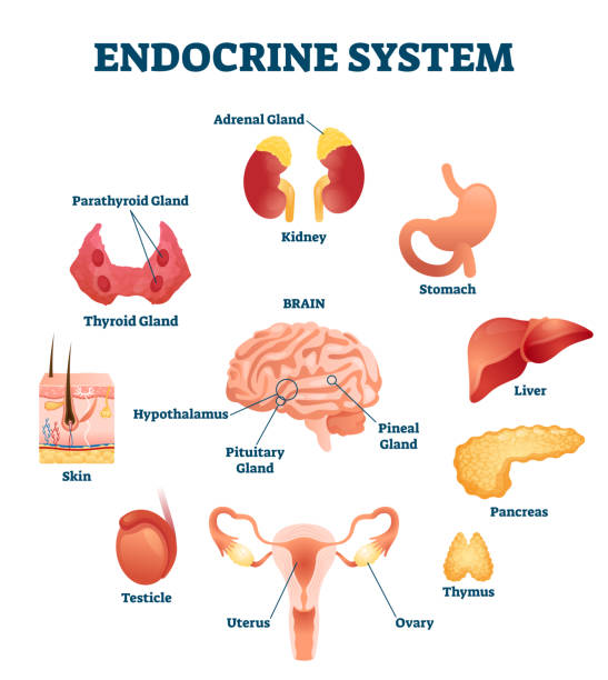 ilustrações de stock, clip art, desenhos animados e ícones de endocrine system vector illustration. inner hormonal organ educational scheme - hypothalamus