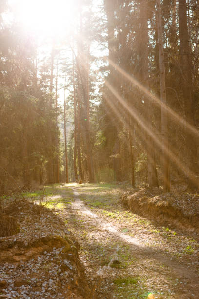 istock A path in the forest for walking in the forest Park. 1222912479
