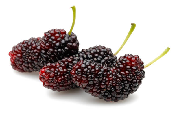 istock Black mulberry isolated on white 1222912678