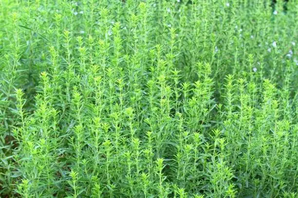 Fresh winter savory good for natural background.