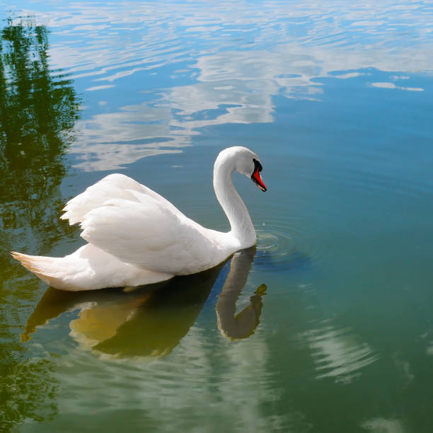 istock White swan on a pond in sunny day. 1222916046