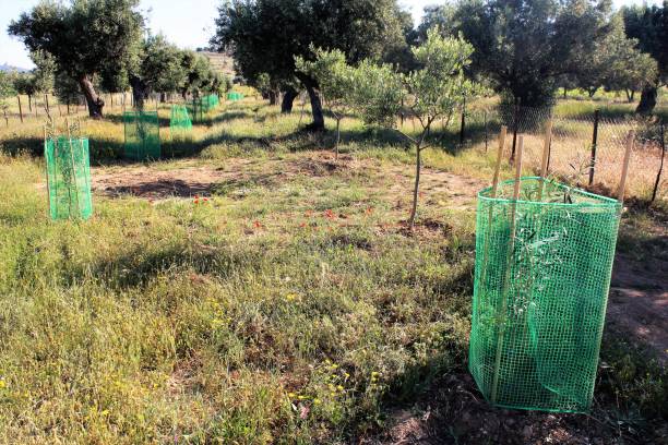 istock Small olive trees growing in Attica, Greece. 1222916237