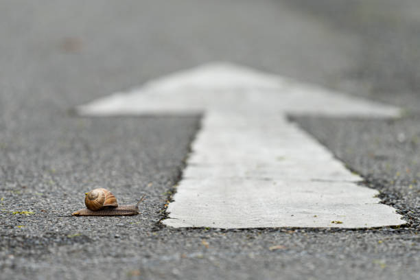 istock a snail crossing a road 1222917080