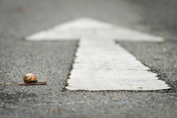 istock a snail crossing a road 1222917150