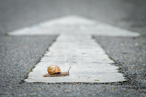 un caracol cruzando una carretera photo