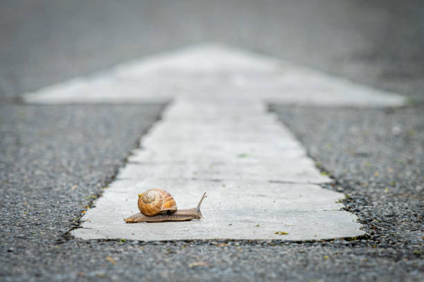 a snail crossing a road Closeup of a snail crossing a road with a white arrow in wrong direction snail stock pictures, royalty-free photos & images