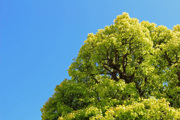 istock A large tree with many fresh green leaves standing under the clear spring sky 1222918472